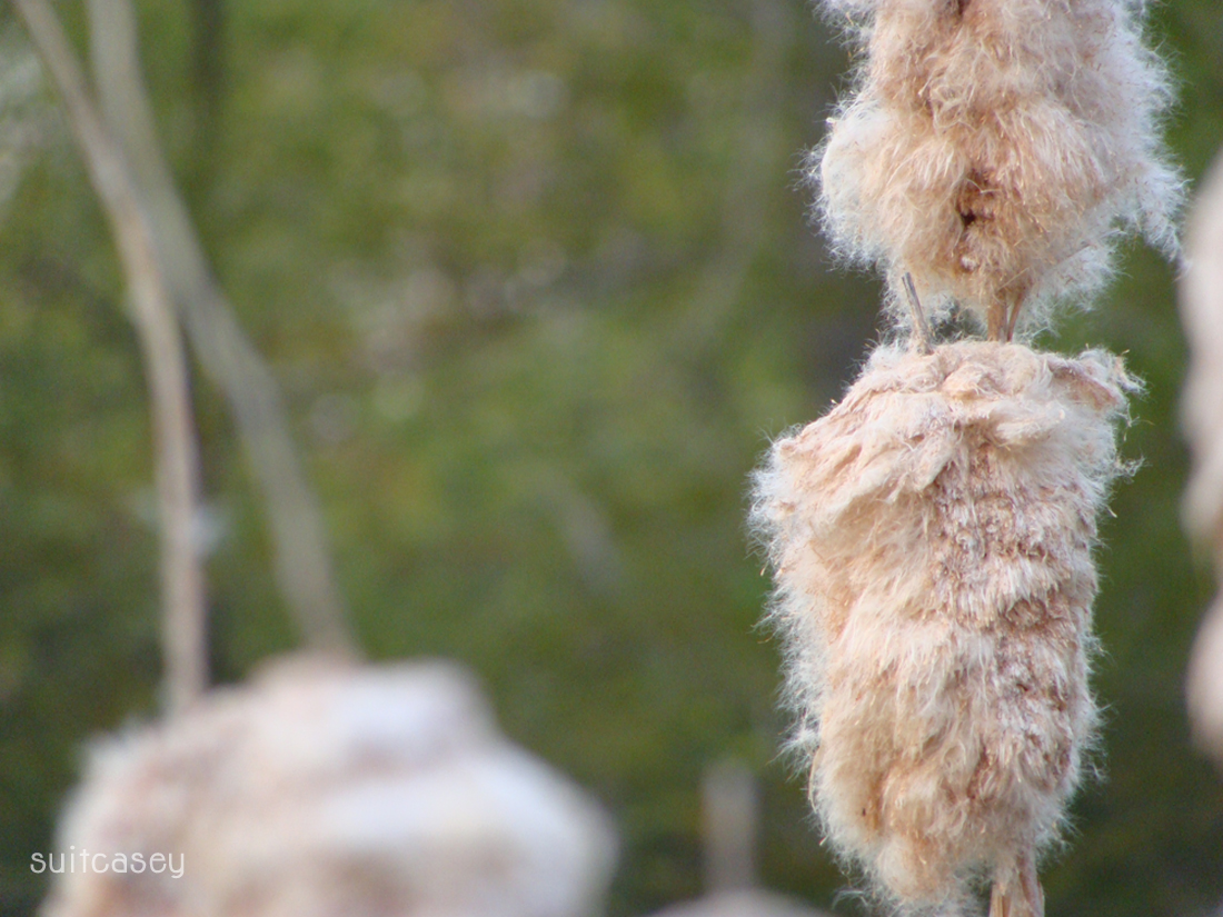cattail-michigan-suitcasey